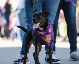 Panther puppy at UNI Homecoming